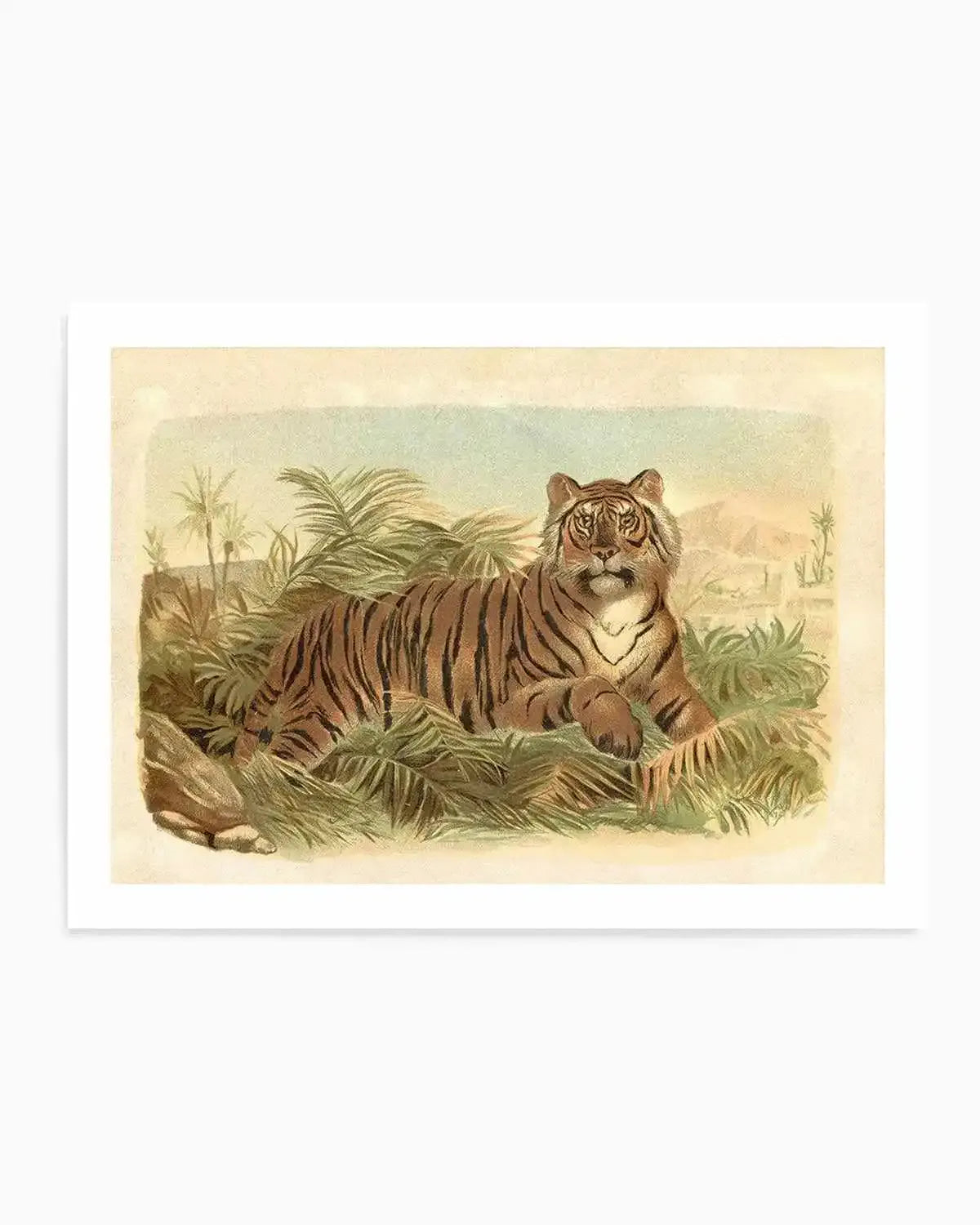 Vintage Tiger I Art Print from Olive et Oriel where you can shop wallpaper and artworks online