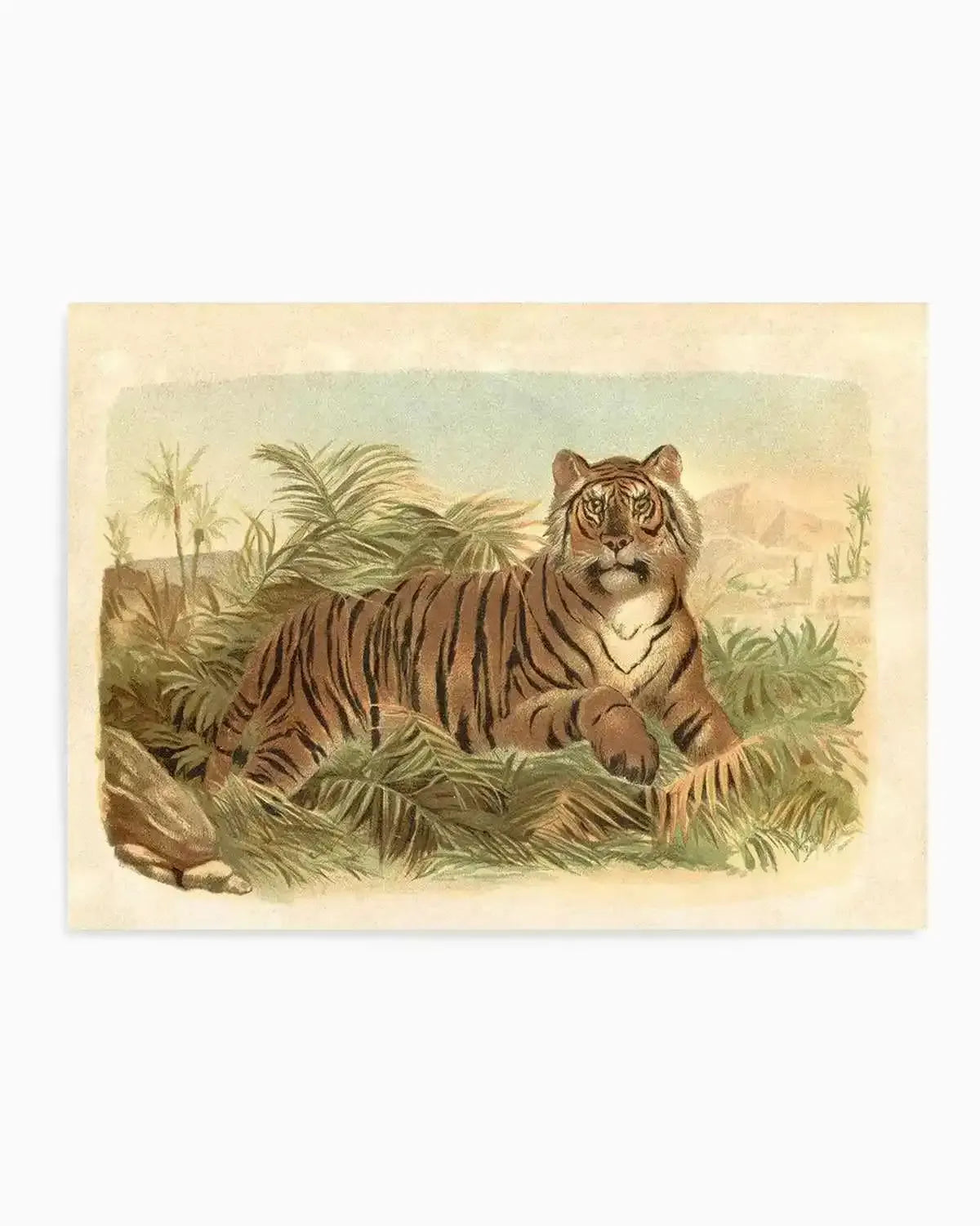 Vintage Tiger I Art Print from Olive et Oriel where you can shop wallpaper and artworks online