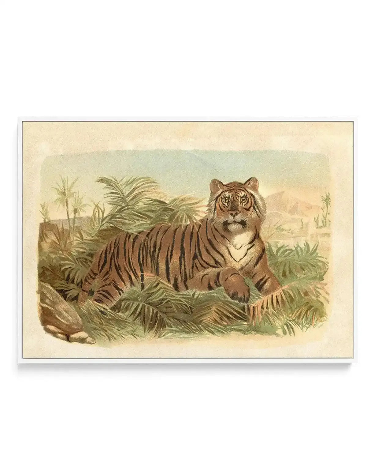 Vintage Tiger I | Framed Canvas-CANVAS-You can shop wall art online with Olive et Oriel for everything from abstract art to fun kids wall art. Our beautiful modern art prints and canvas art are available from large canvas prints to wall art paintings and our proudly Australian artwork collection offers only the highest quality framed large wall art and canvas art Australia - You can buy fashion photography prints or Hampton print posters and paintings on canvas from Olive et Oriel and have them 