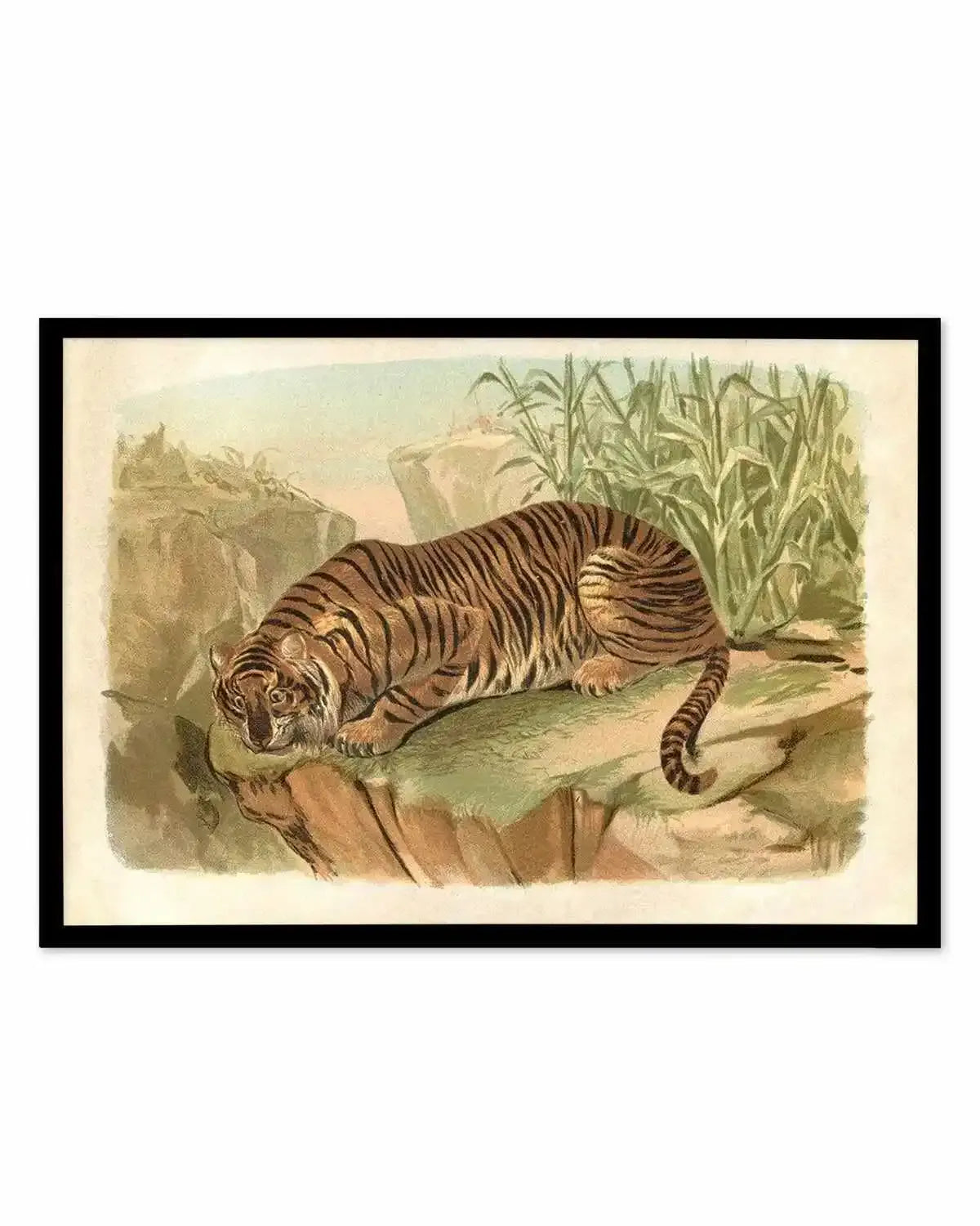 Vintage Tiger II Art Print from Olive et Oriel where you can shop wallpaper and artworks online