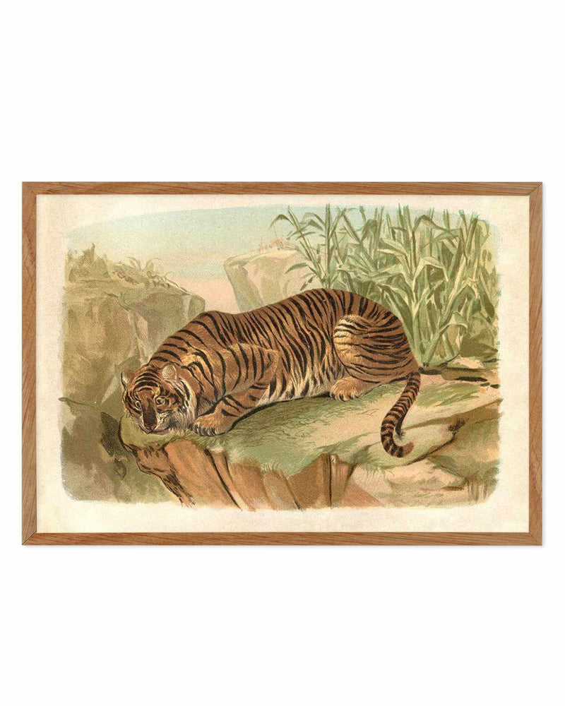Vintage Tiger II Art Print