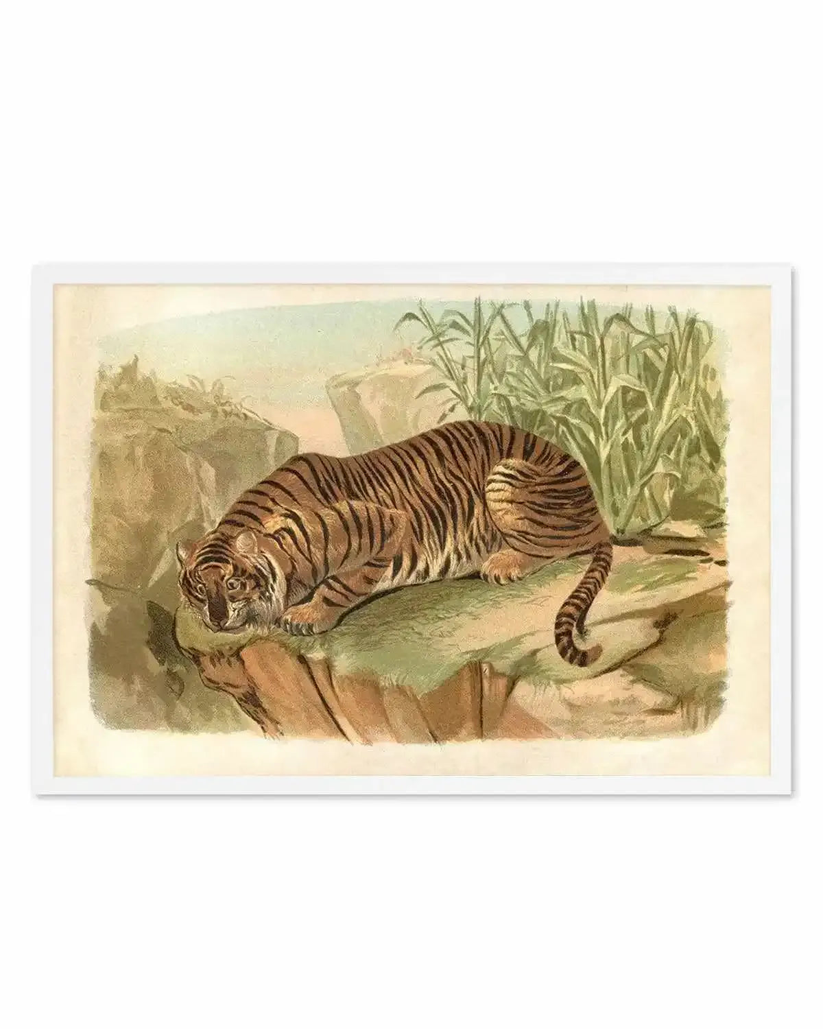 Vintage Tiger II Art Print from Olive et Oriel where you can shop wallpaper and artworks online