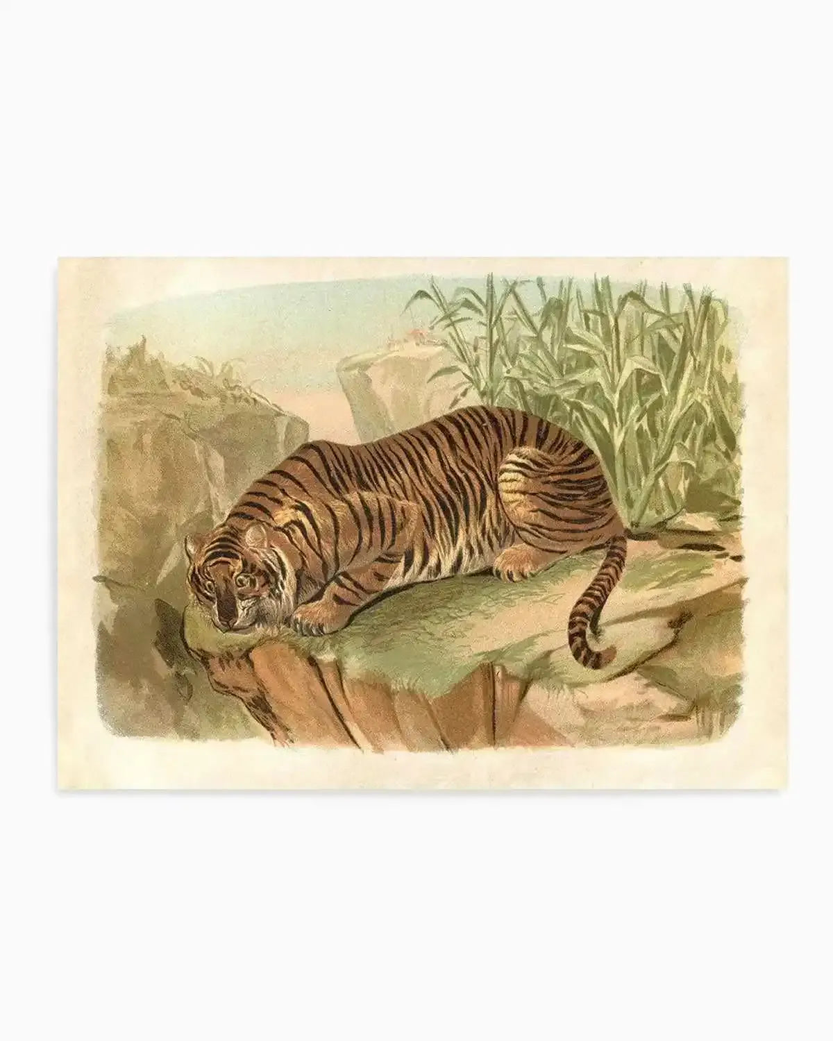 Vintage Tiger II Art Print from Olive et Oriel where you can shop wallpaper and artworks online