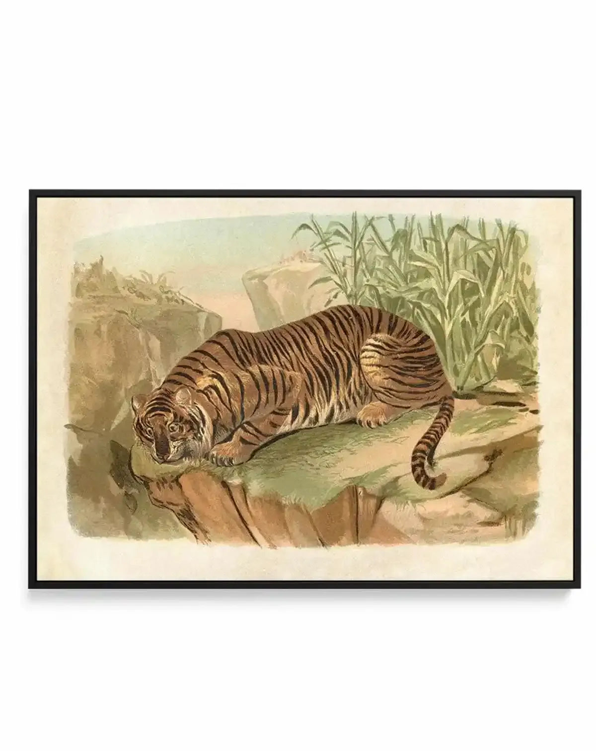 Vintage Tiger II | Framed Canvas Art Print from Olive et Oriel where you can shop wallpaper and artworks online
