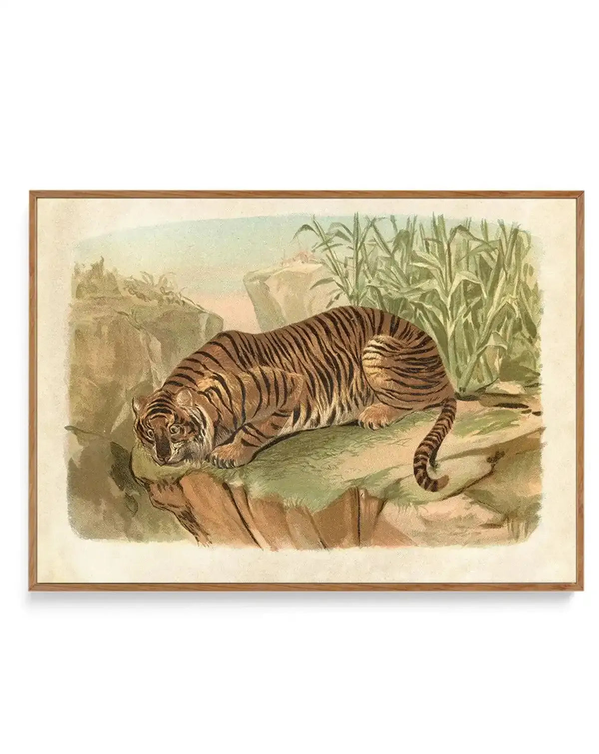 Vintage Tiger II | Framed Canvas-CANVAS-You can shop wall art online with Olive et Oriel for everything from abstract art to fun kids wall art. Our beautiful modern art prints and canvas art are available from large canvas prints to wall art paintings and our proudly Australian artwork collection offers only the highest quality framed large wall art and canvas art Australia - You can buy fashion photography prints or Hampton print posters and paintings on canvas from Olive et Oriel and have them