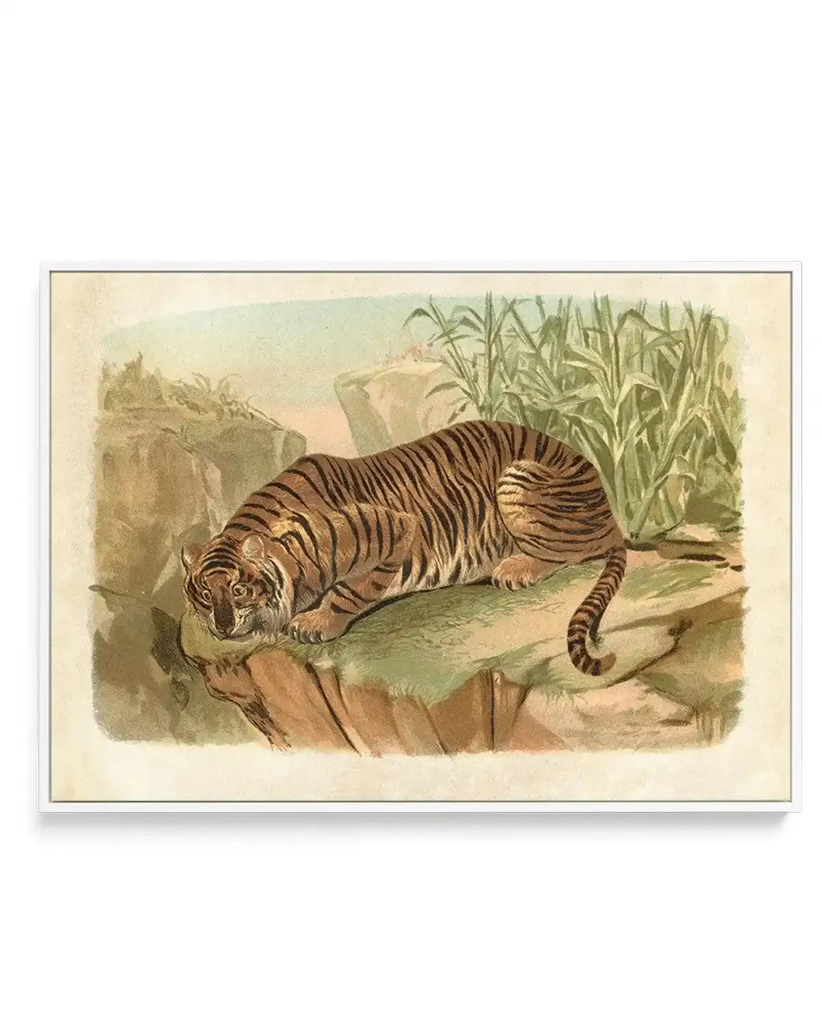 Vintage Tiger II | Framed Canvas-CANVAS-You can shop wall art online with Olive et Oriel for everything from abstract art to fun kids wall art. Our beautiful modern art prints and canvas art are available from large canvas prints to wall art paintings and our proudly Australian artwork collection offers only the highest quality framed large wall art and canvas art Australia - You can buy fashion photography prints or Hampton print posters and paintings on canvas from Olive et Oriel and have them