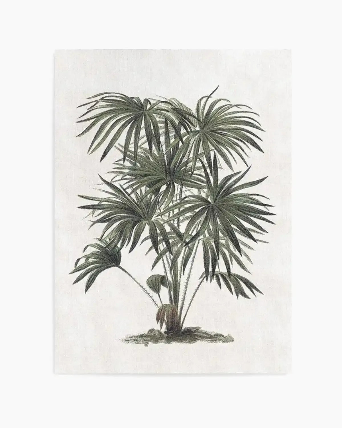 Vintage Tropics I Art Print from Olive et Oriel where you can shop wallpaper and artworks online
