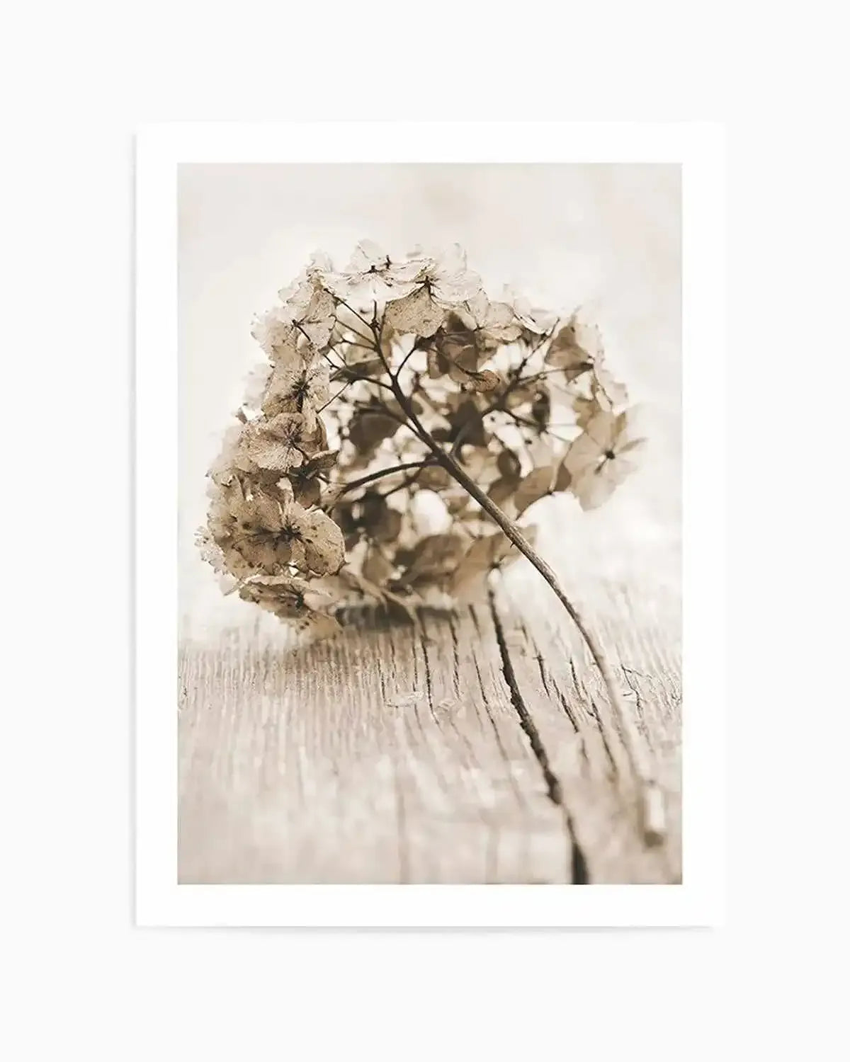 Vintage hydrangea Art Print from Olive et Oriel where you can shop wallpaper and artworks online
