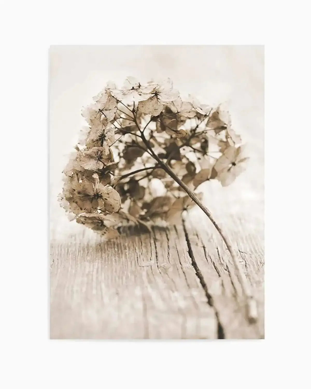 Vintage hydrangea Art Print from Olive et Oriel where you can shop wallpaper and artworks online