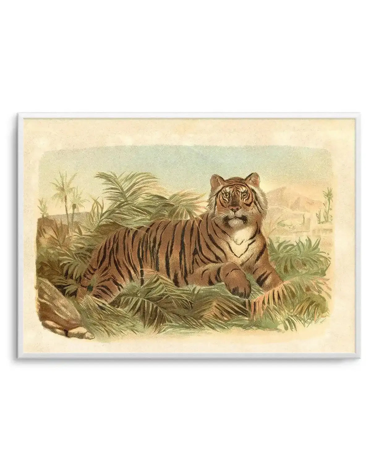 Vintage Tiger I Art Print-PRINT-Olive et Oriel-Olive et Oriel-Buy-Australian-Art-Prints-Online-with-Olive-et-Oriel-Your-Artwork-Specialists-Austrailia-Decorate-With-Coastal-Photo-Wall-Art-Prints-From-Our-Beach-House-Artwork-Collection-Fine-Poster-and-Framed-Artwork