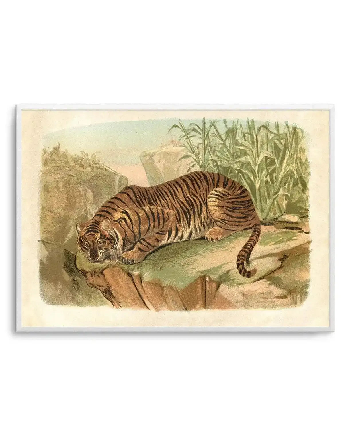 Vintage Tiger II Art Print-PRINT-Olive et Oriel-Olive et Oriel-Buy-Australian-Art-Prints-Online-with-Olive-et-Oriel-Your-Artwork-Specialists-Austrailia-Decorate-With-Coastal-Photo-Wall-Art-Prints-From-Our-Beach-House-Artwork-Collection-Fine-Poster-and-Framed-Artwork
