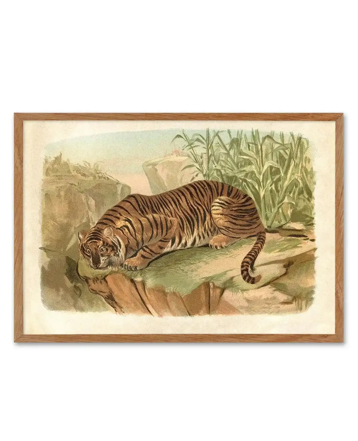 Vintage Tiger II Art Print-PRINT-Olive et Oriel-Olive et Oriel-Buy-Australian-Art-Prints-Online-with-Olive-et-Oriel-Your-Artwork-Specialists-Austrailia-Decorate-With-Coastal-Photo-Wall-Art-Prints-From-Our-Beach-House-Artwork-Collection-Fine-Poster-and-Framed-Artwork