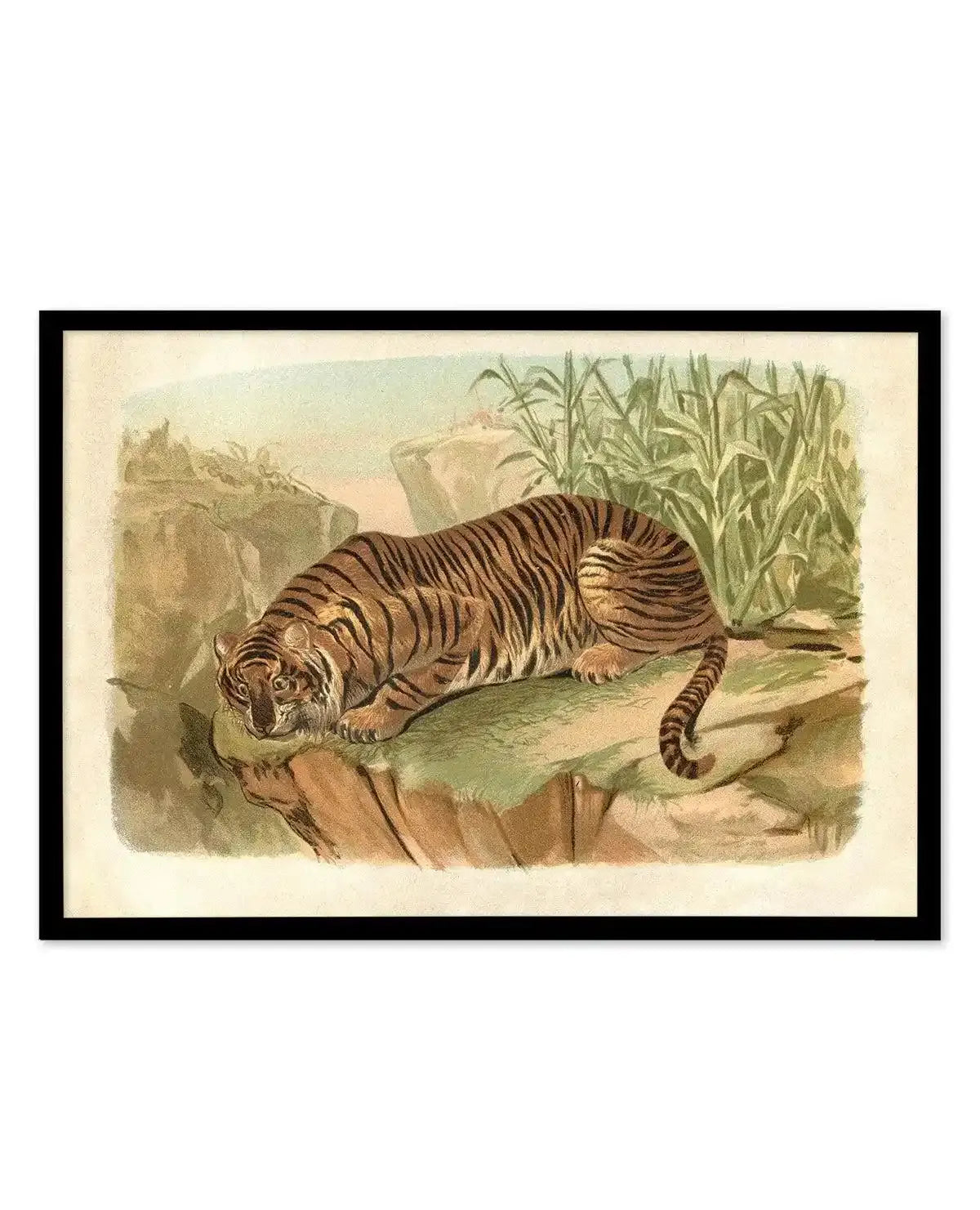 Vintage Tiger II Art Print-PRINT-Olive et Oriel-Olive et Oriel-Buy-Australian-Art-Prints-Online-with-Olive-et-Oriel-Your-Artwork-Specialists-Austrailia-Decorate-With-Coastal-Photo-Wall-Art-Prints-From-Our-Beach-House-Artwork-Collection-Fine-Poster-and-Framed-Artwork