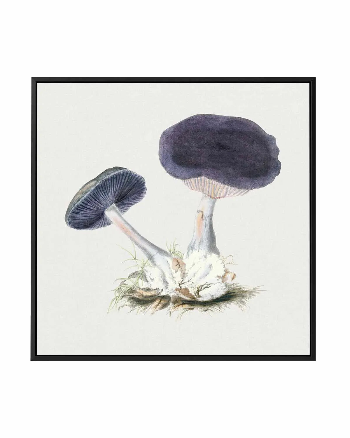 Violet Mushroom Vintage Illustration | Framed Canvas Art Print from Olive et Oriel where you can shop wallpaper and artworks online