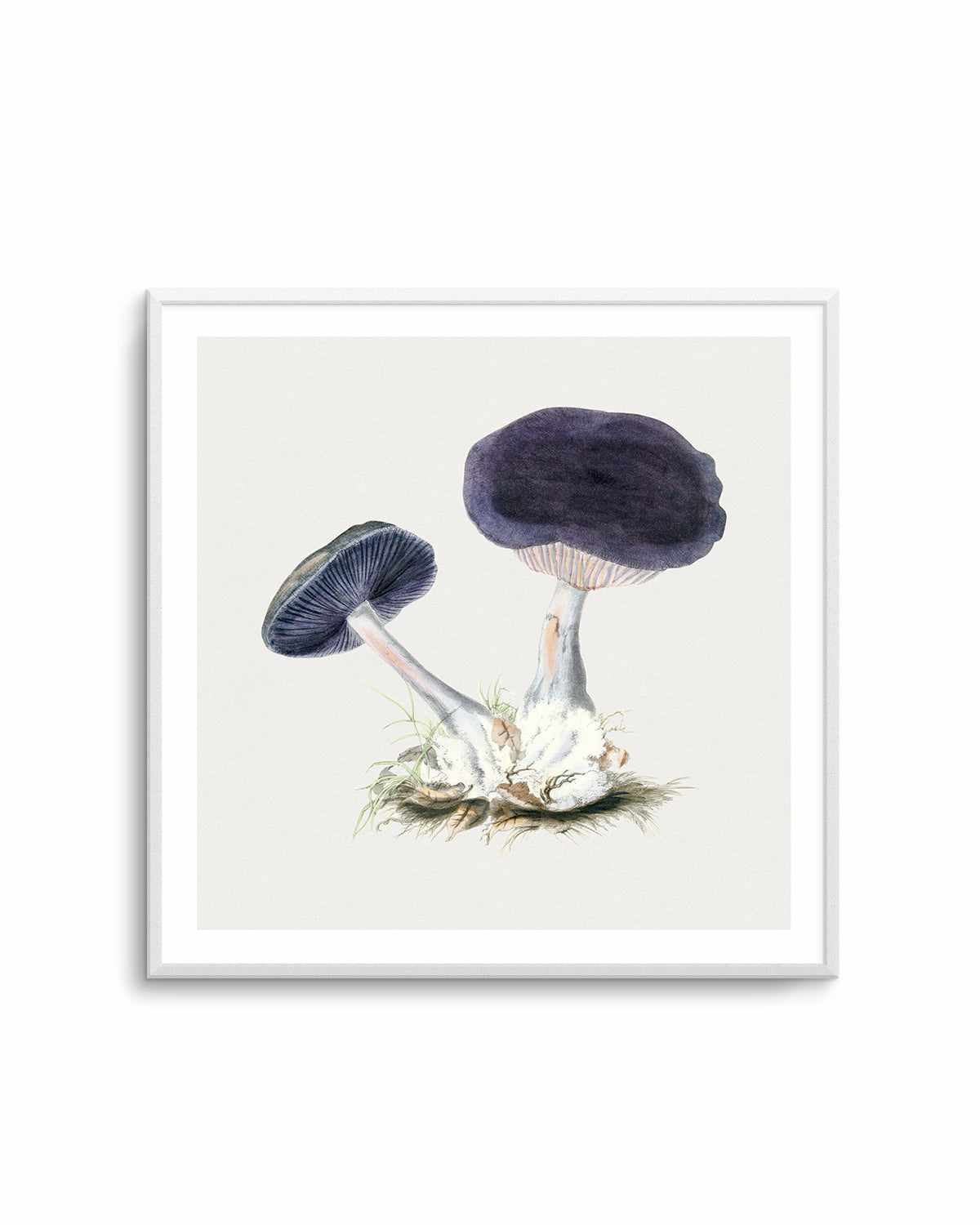 Violet Mushroom Vintage Illustration Art Print