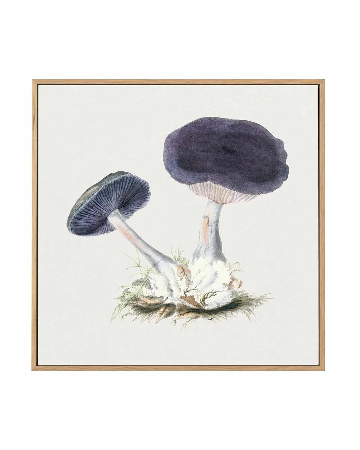 Violet Mushroom Vintage Illustration | Framed Canvas Art Print from Olive et Oriel where you can shop wallpaper and artworks online