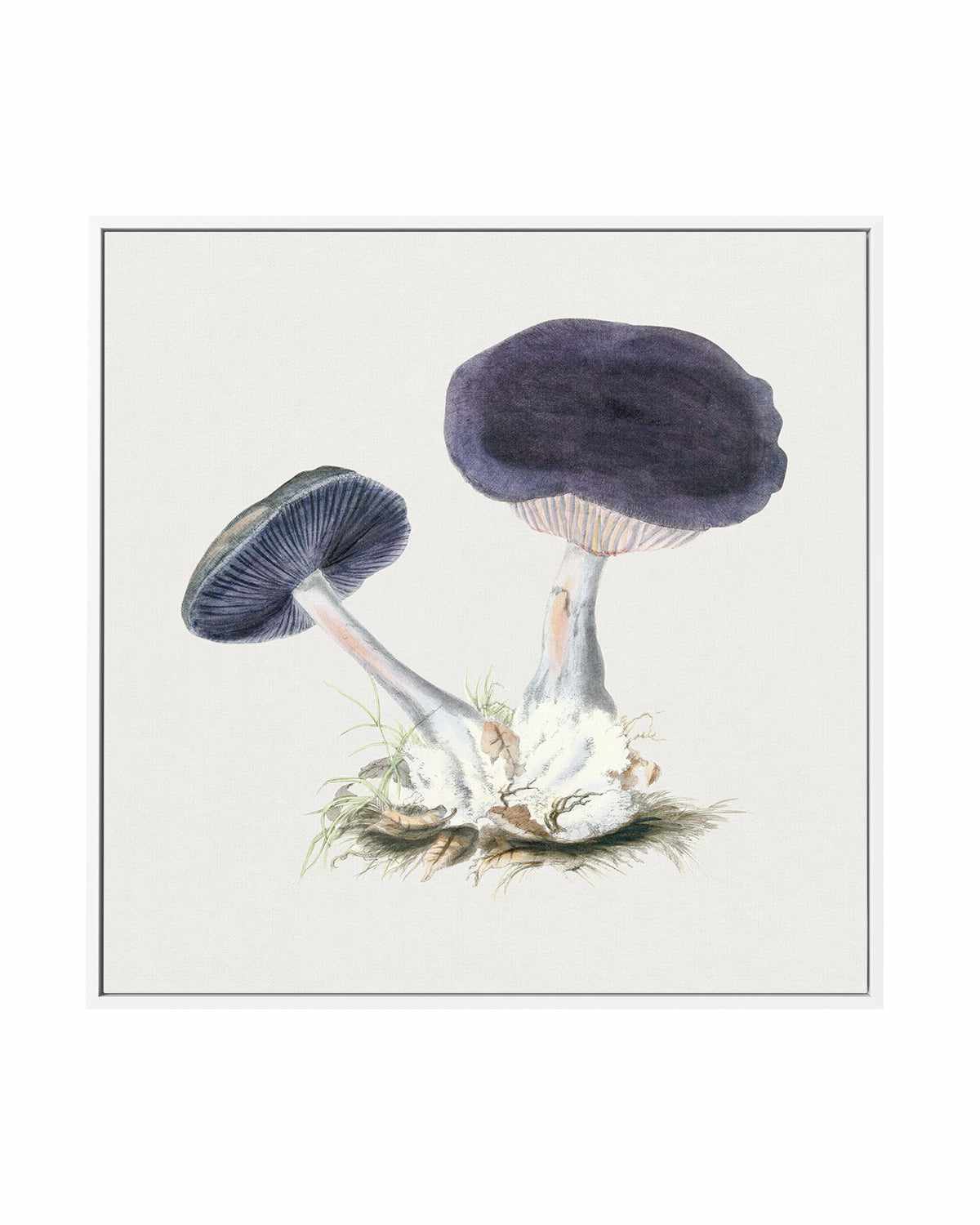 Violet Mushroom Vintage Illustration | Framed Canvas Art Print