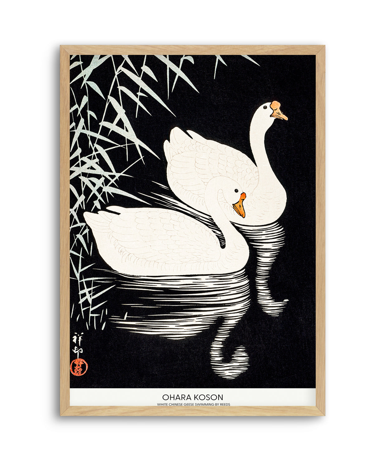 White Chinese Geese Swimming by Reeds | Art Print