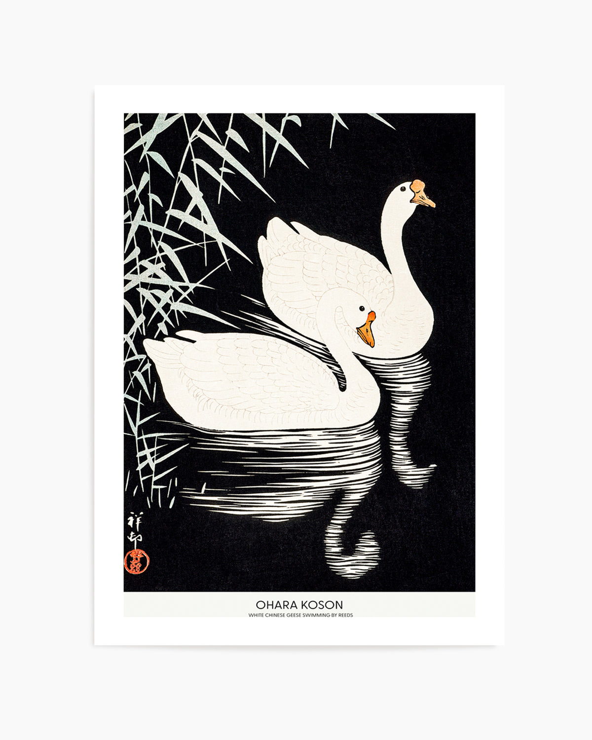 White Chinese Geese Swimming by Reeds | Art Print