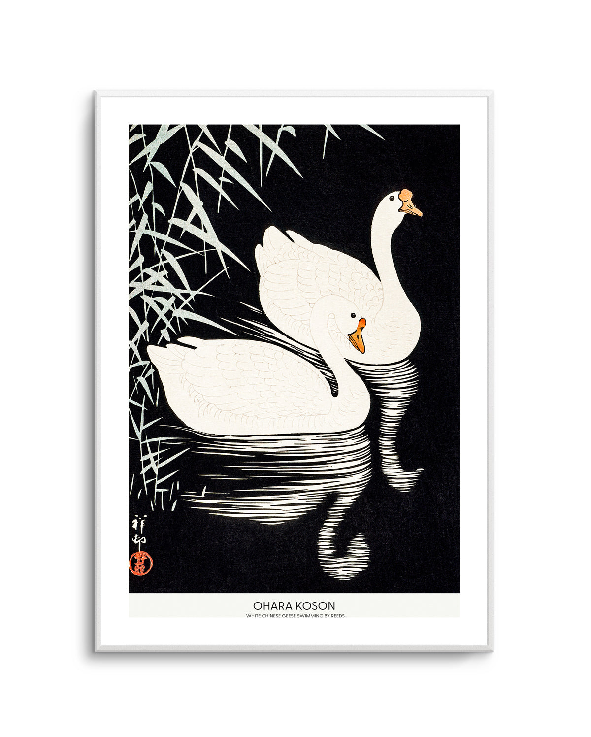 White Chinese Geese Swimming by Reeds | Art Print