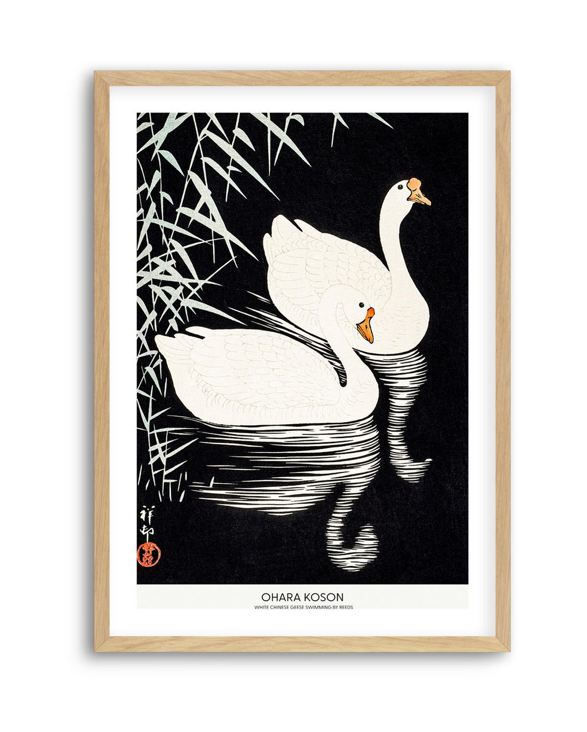 White Chinese Geese Swimming by Reeds | Art Print