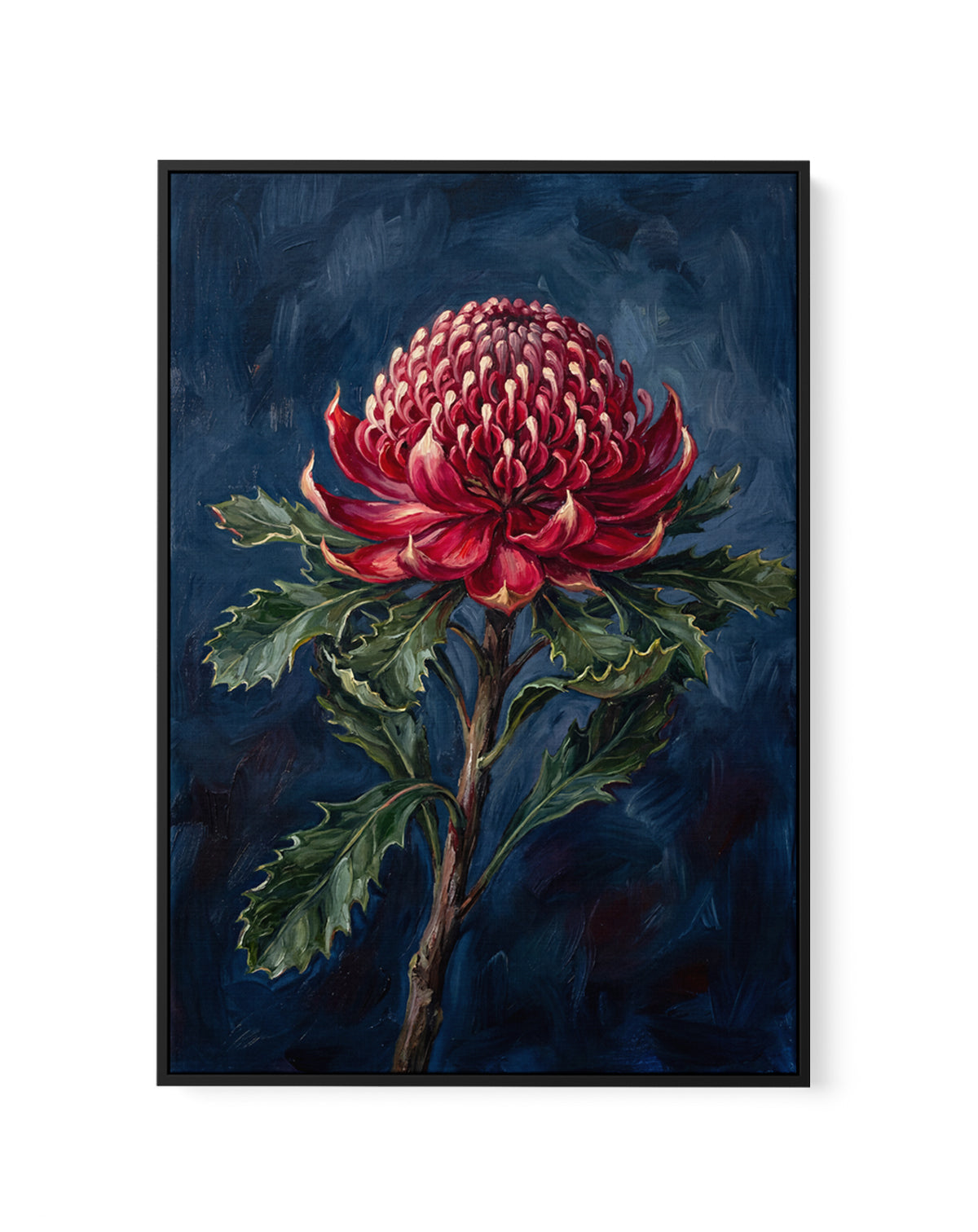Waratah On Navy Botanicals Study | Framed Canvas Art Print