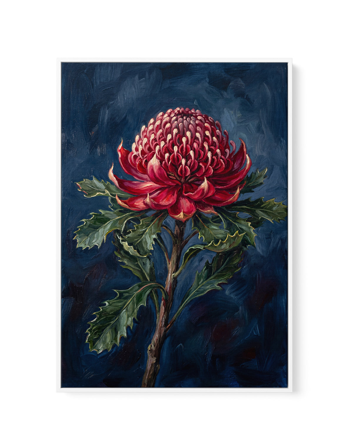 Waratah On Navy Botanicals Study | Framed Canvas Art Print