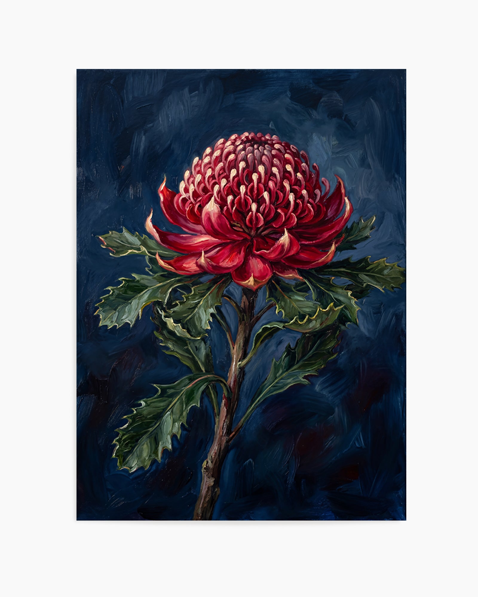 Waratah On Navy Botanicals Study | Art Print