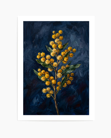 Wattle On Navy Botanicals Study | Art Print