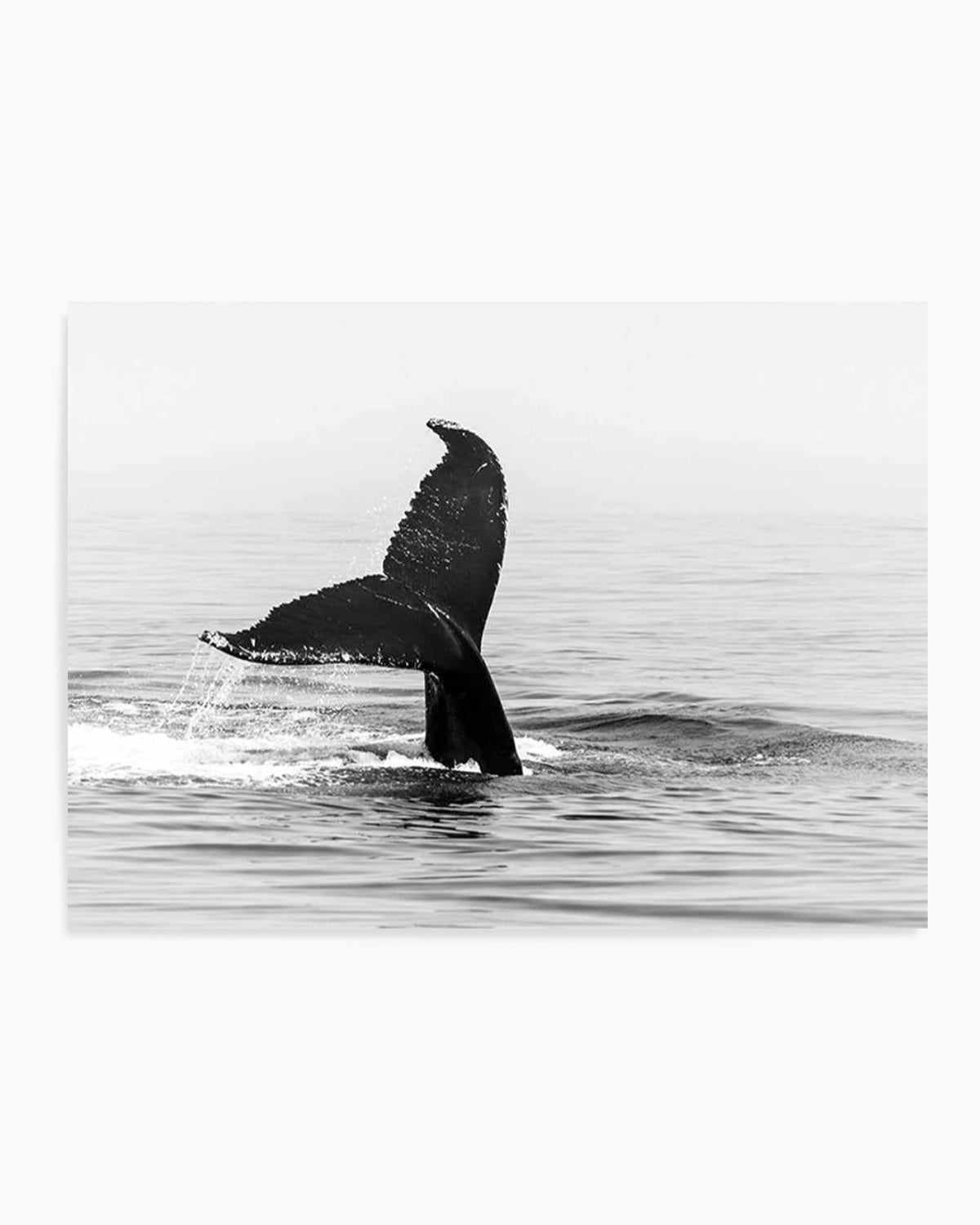 Whale Tail B&W | LS Art Print