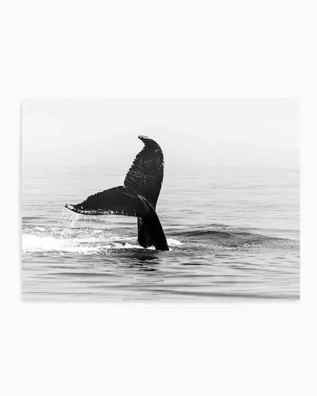 Whale Tail B&W | LS Art Print from Olive et Oriel where you can shop wallpaper and artworks online