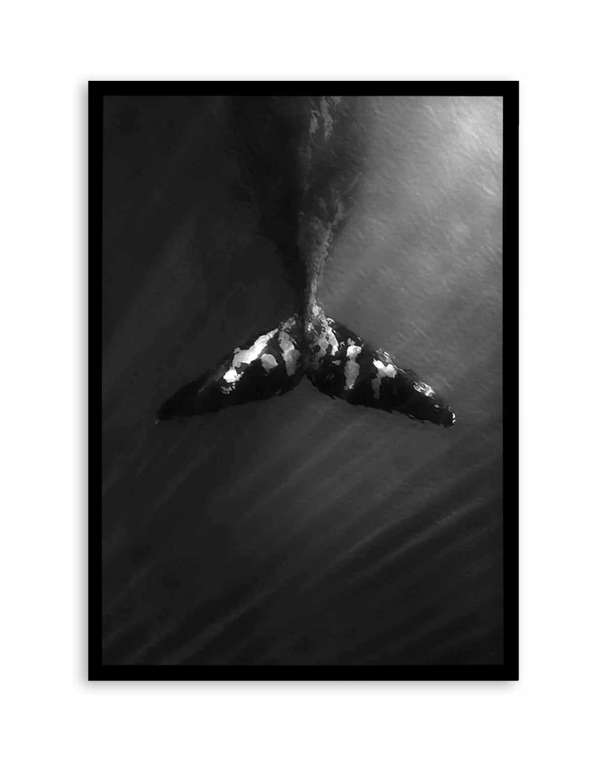 Whale Tail B&W | PT Art Print