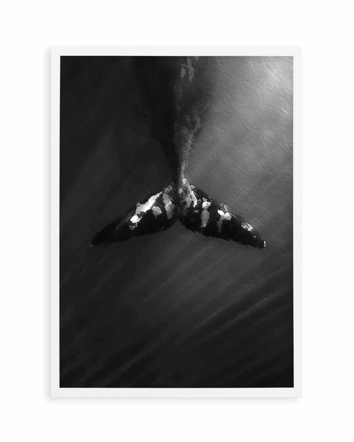 Whale Tail B&W | PT Art Print