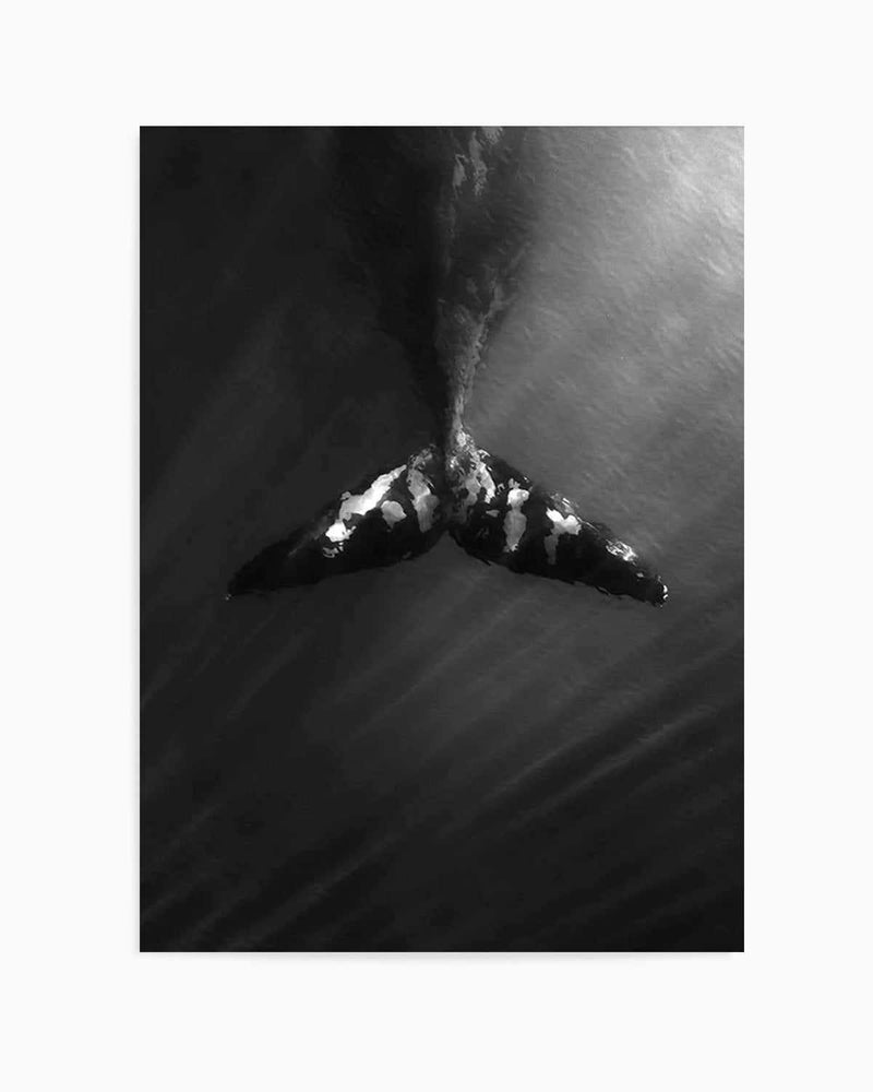 Whale Tail B&W | PT Art Print