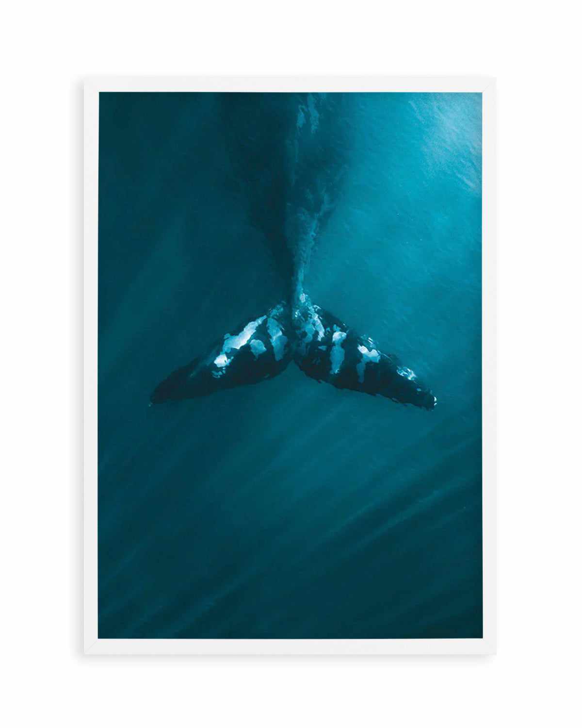 Whale Tail Blue | PT Art Print