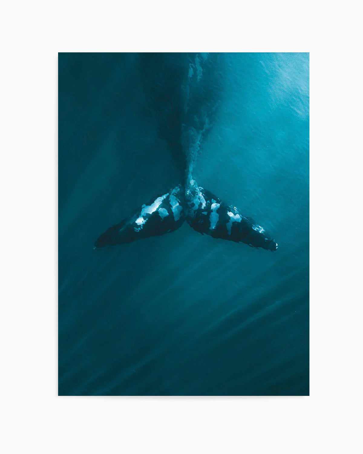 Whale Tail Blue | PT Art Print