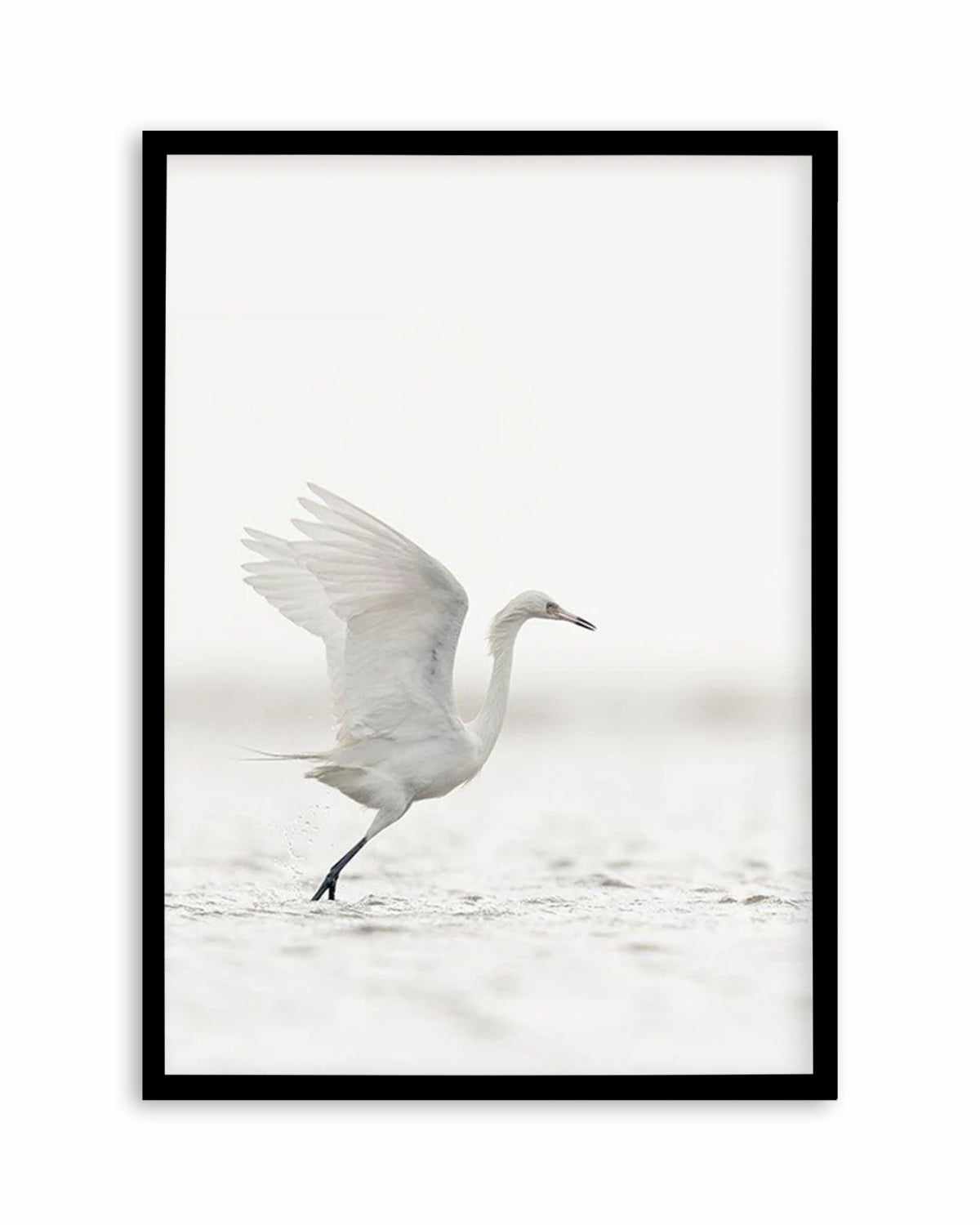 White Bird in Flight  Art Print