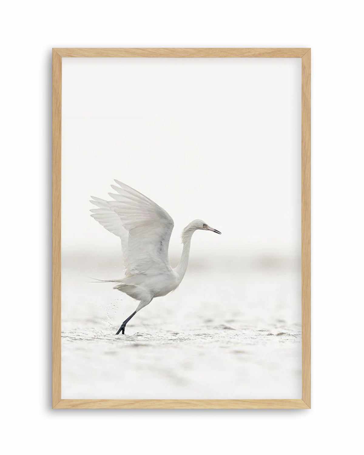 White Bird in Flight  Art Print