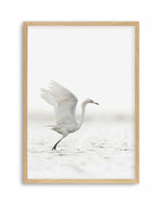 White Bird in Flight  Art Print