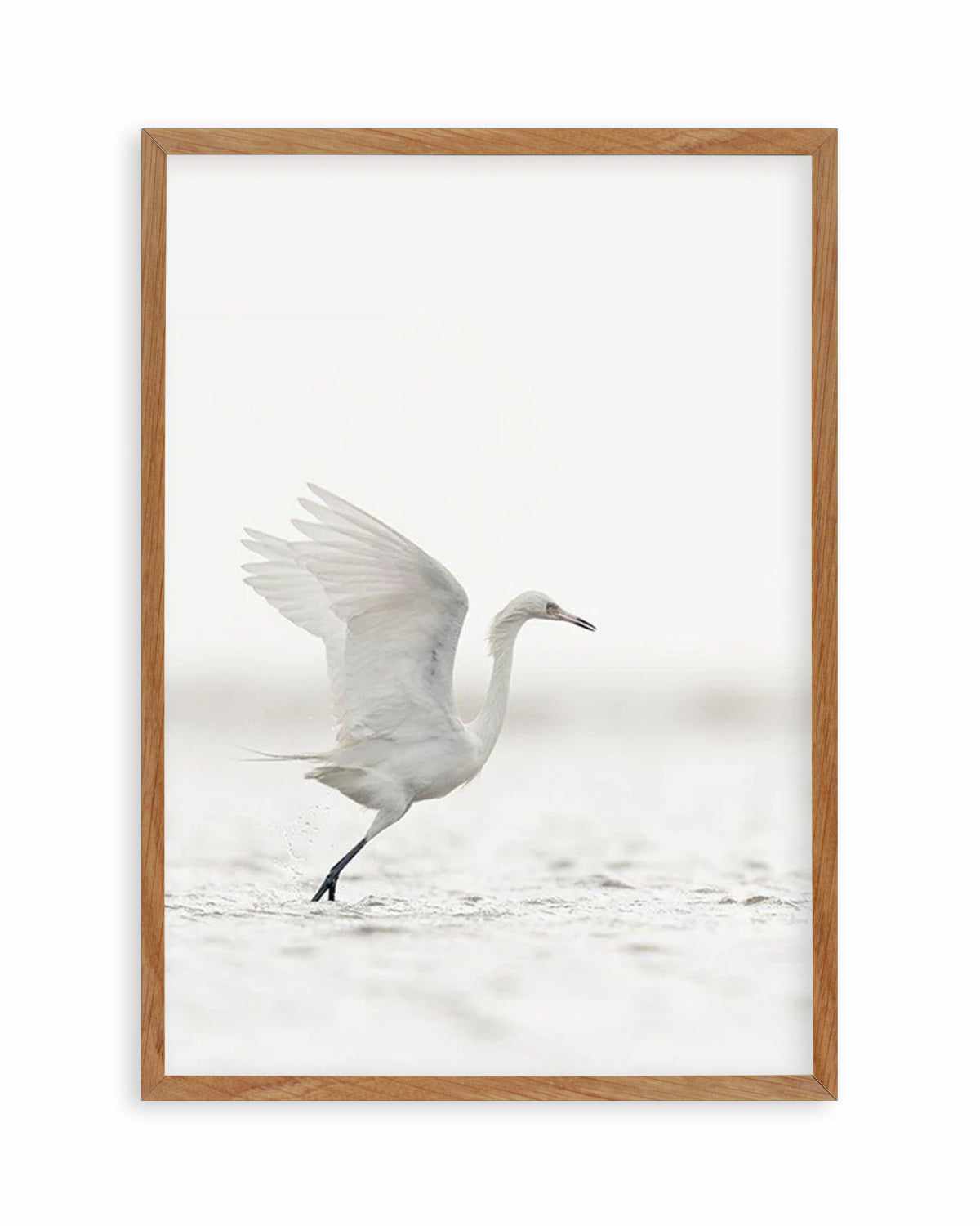 White Bird in Flight  Art Print