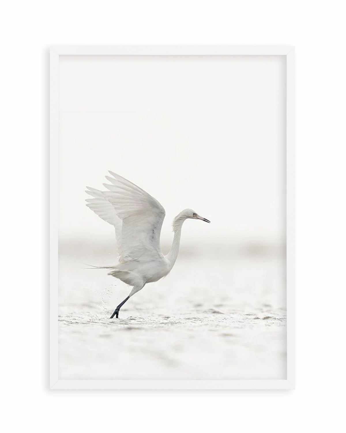 White Bird in Flight  Art Print