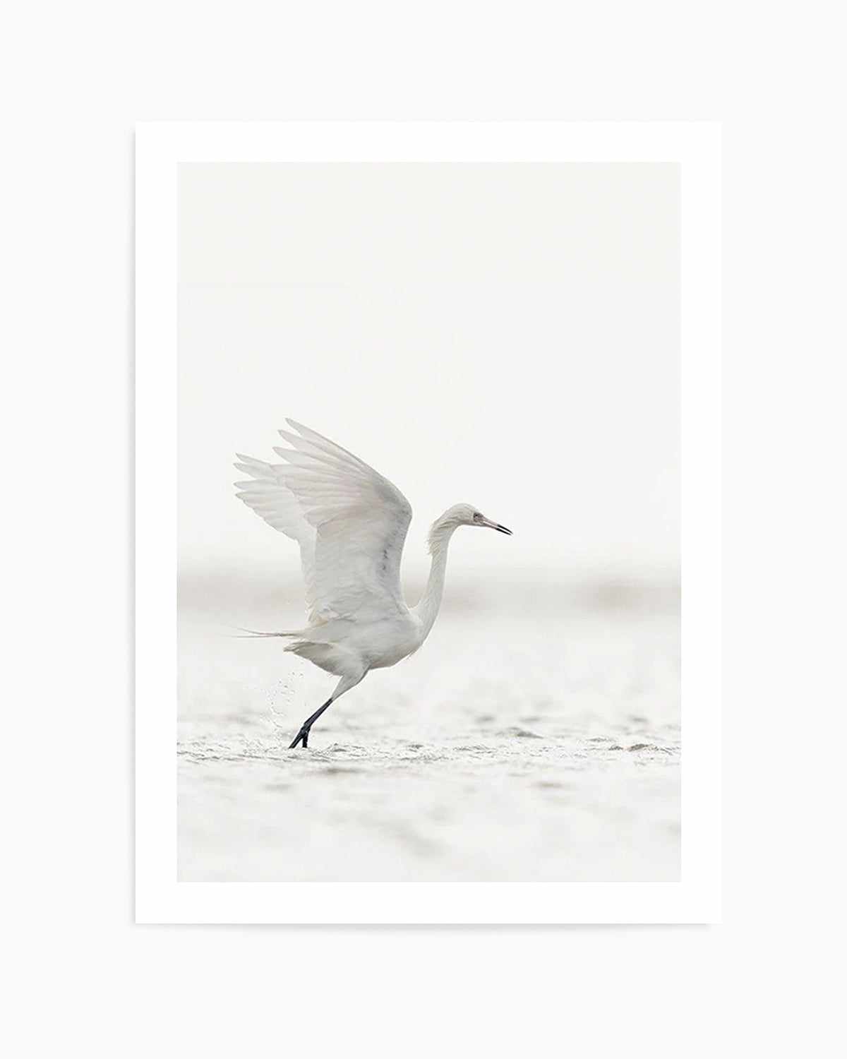 White Bird in Flight  Art Print