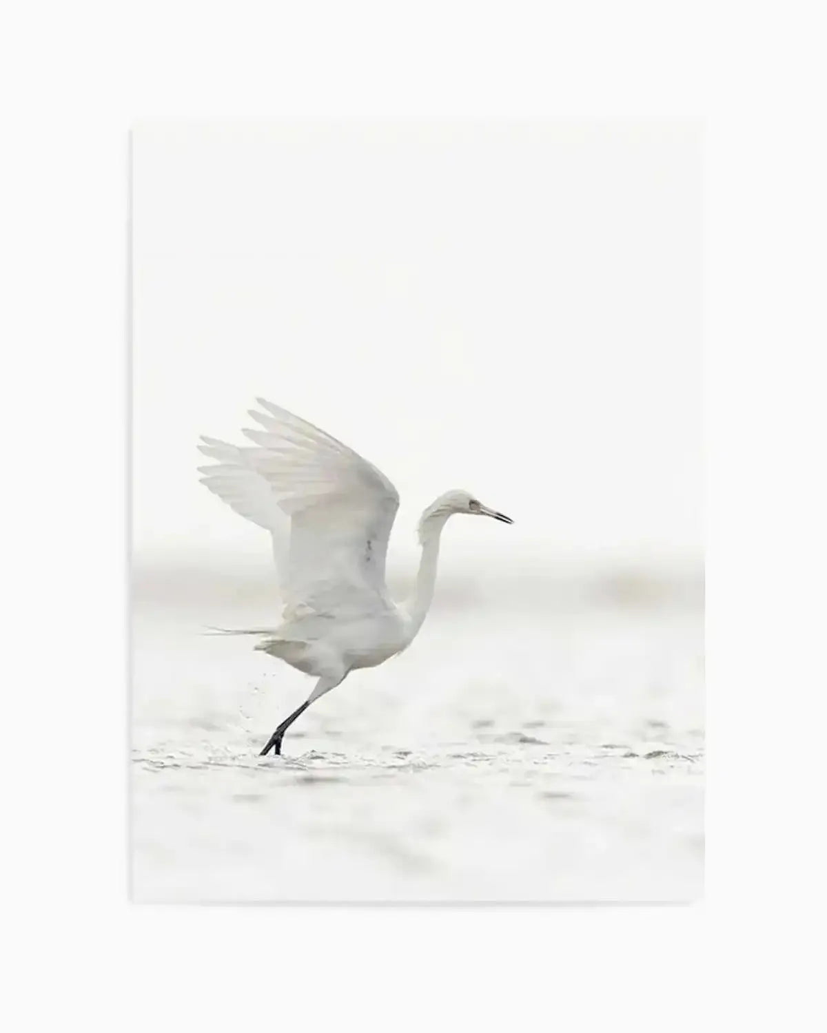 White Bird in Flight Art Print from Olive et Oriel where you can shop wallpaper and artworks online