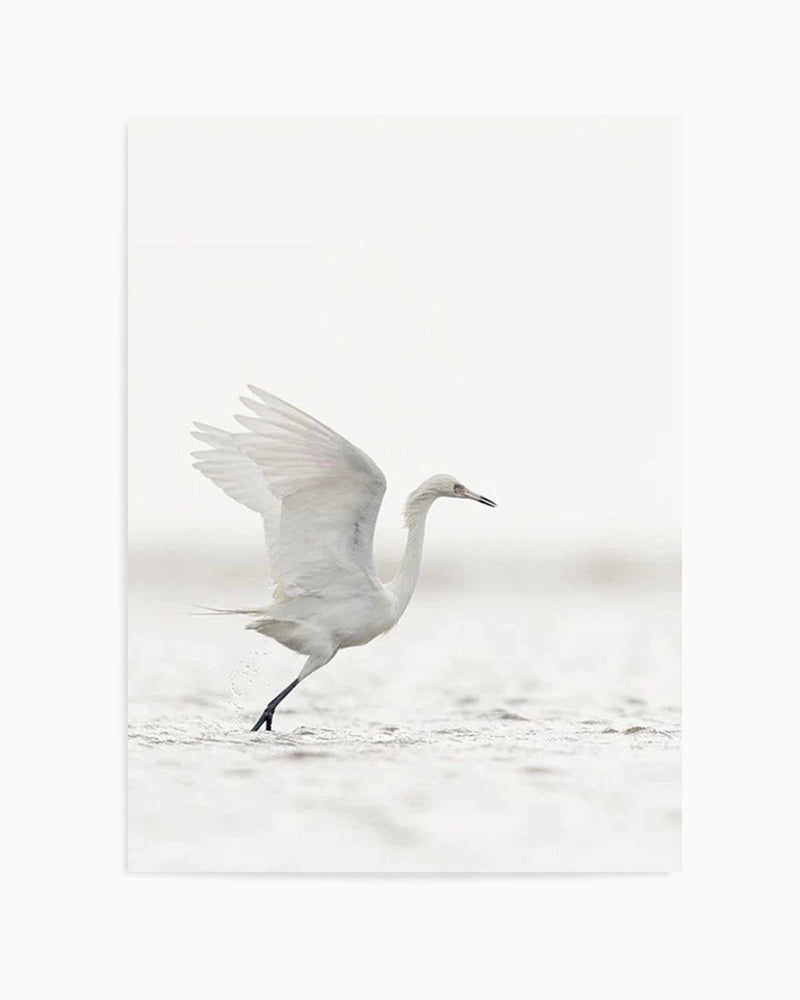 White Bird in Flight  Art Print