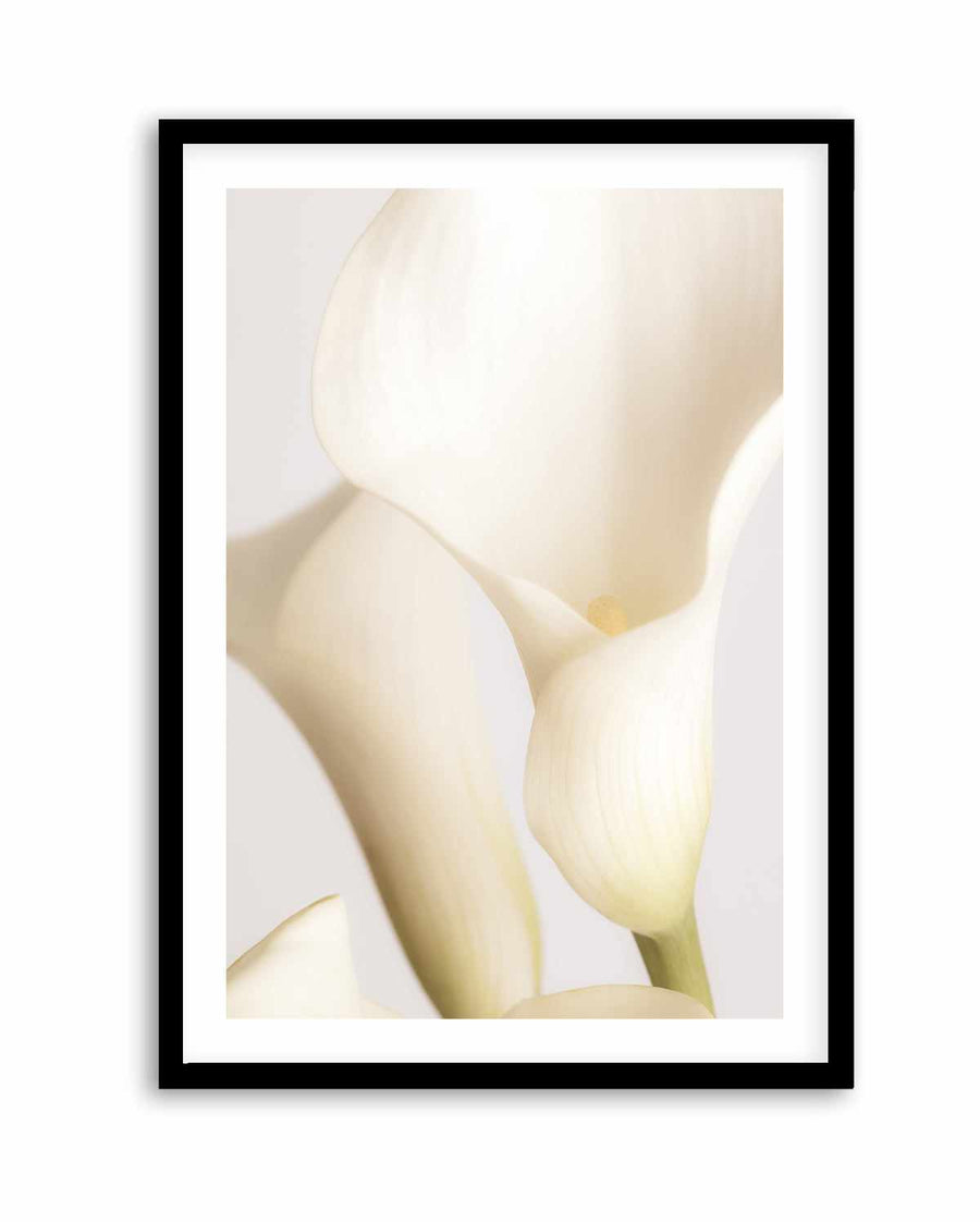White Calla Lily No 2 By Studio III | Art Print from Olive et Oriel where you can shop wallpaper and artworks online