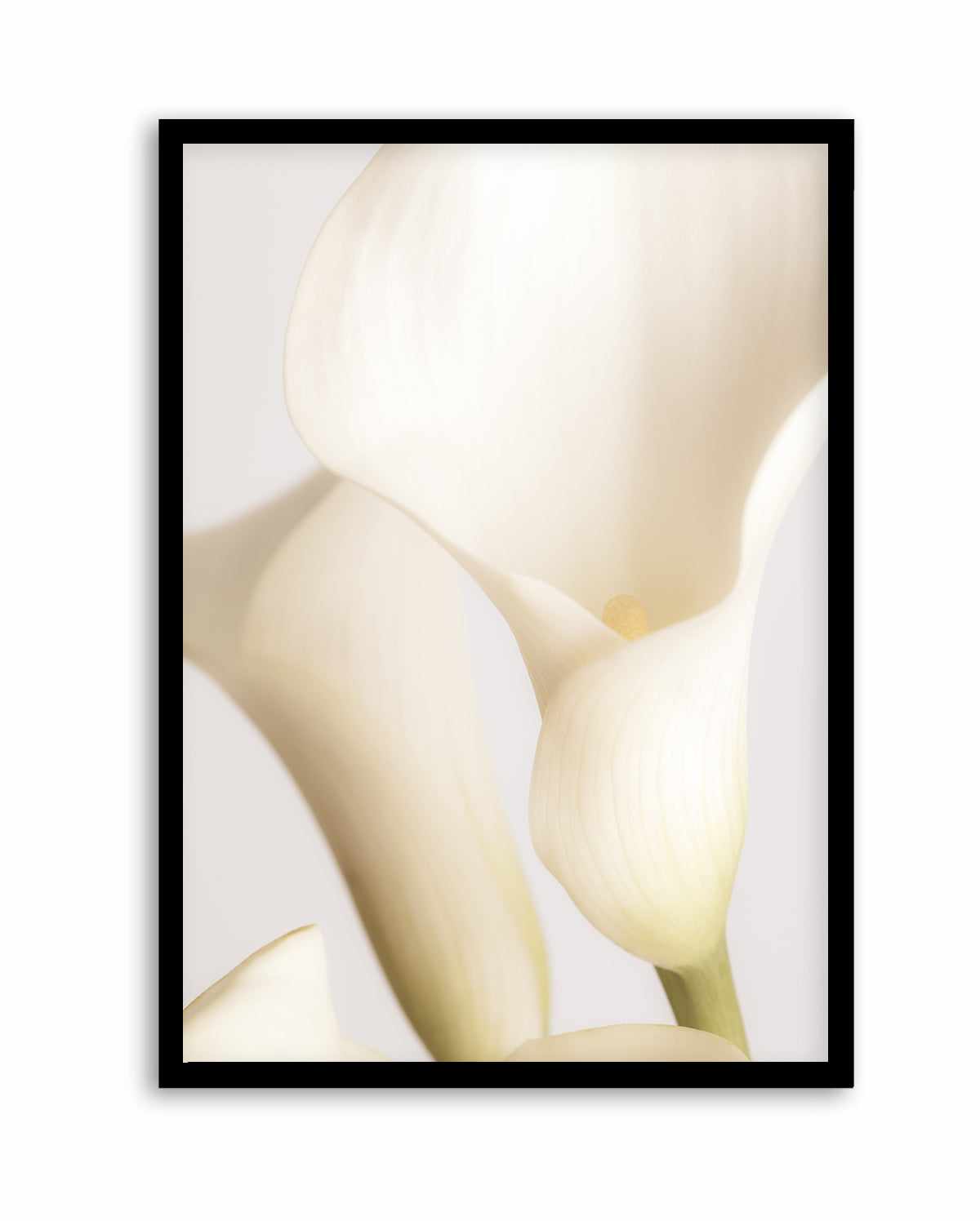 black and white calla lily art Botanical Wall Art Print