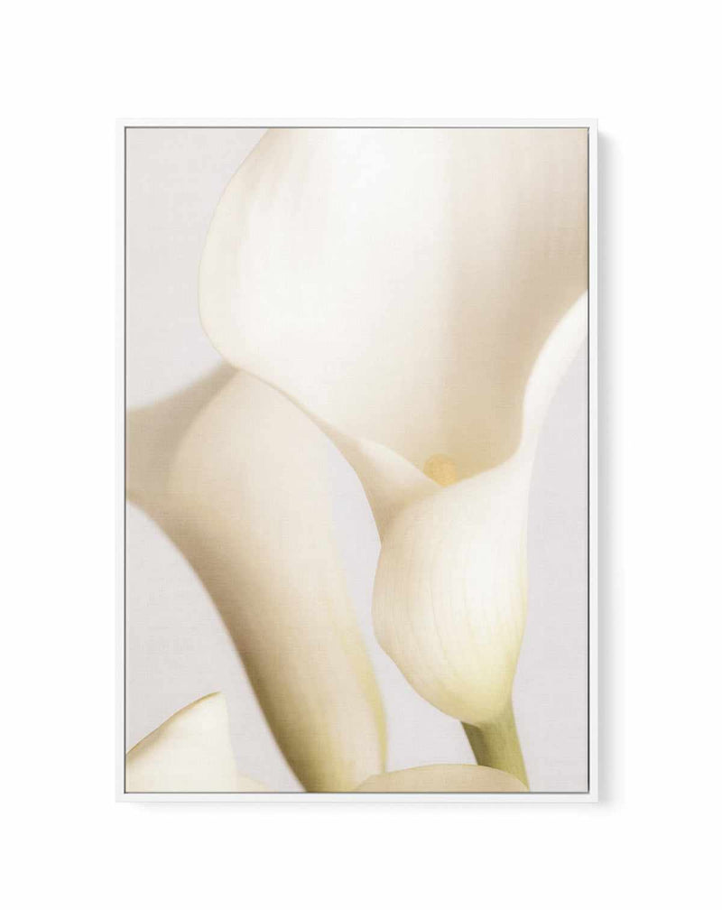 White Calla Lily No 2 By Studio III | Framed Canvas Art Print