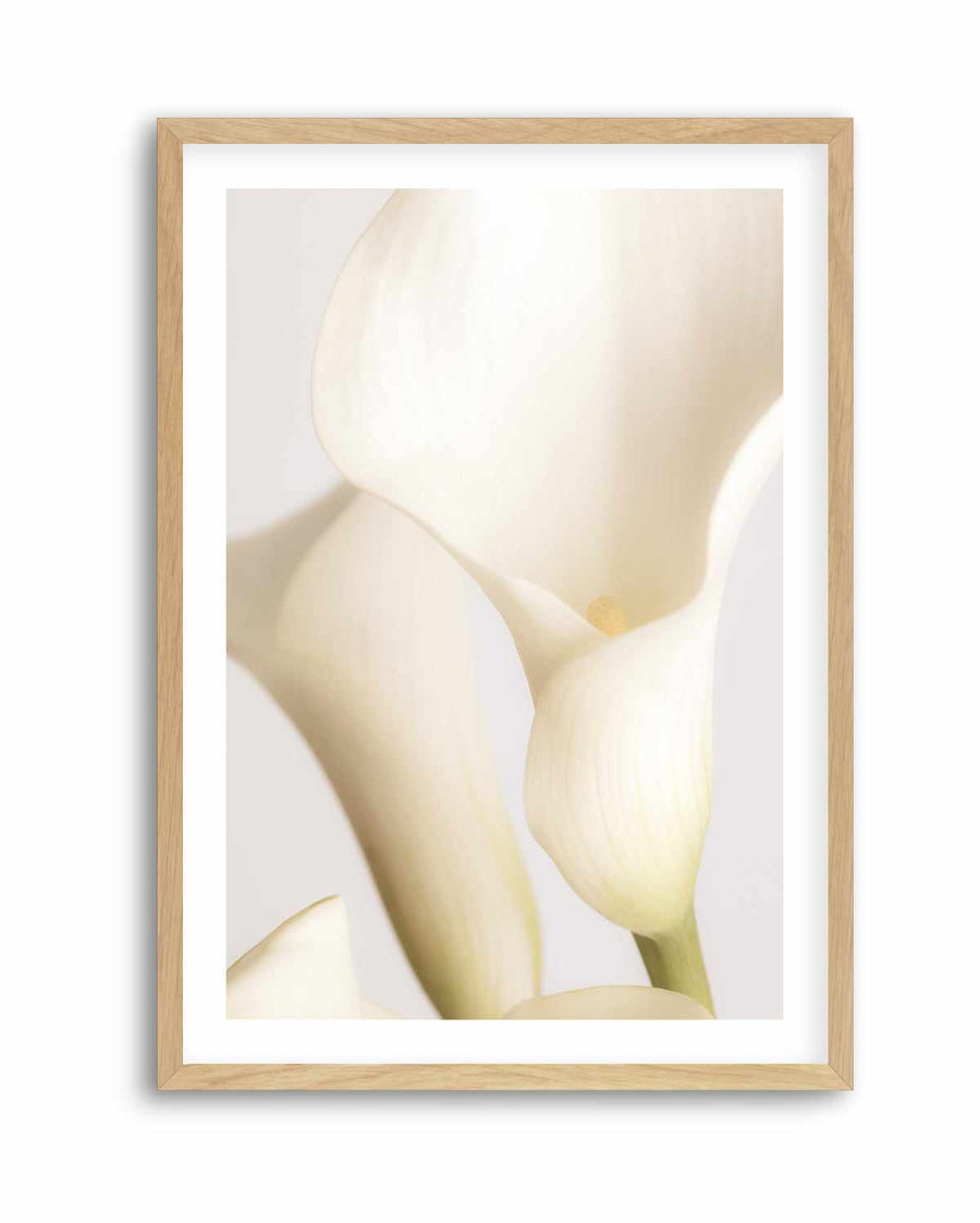 White Calla Lily No 2 By Studio III | Art Print from Olive et Oriel where you can shop wallpaper and artworks online