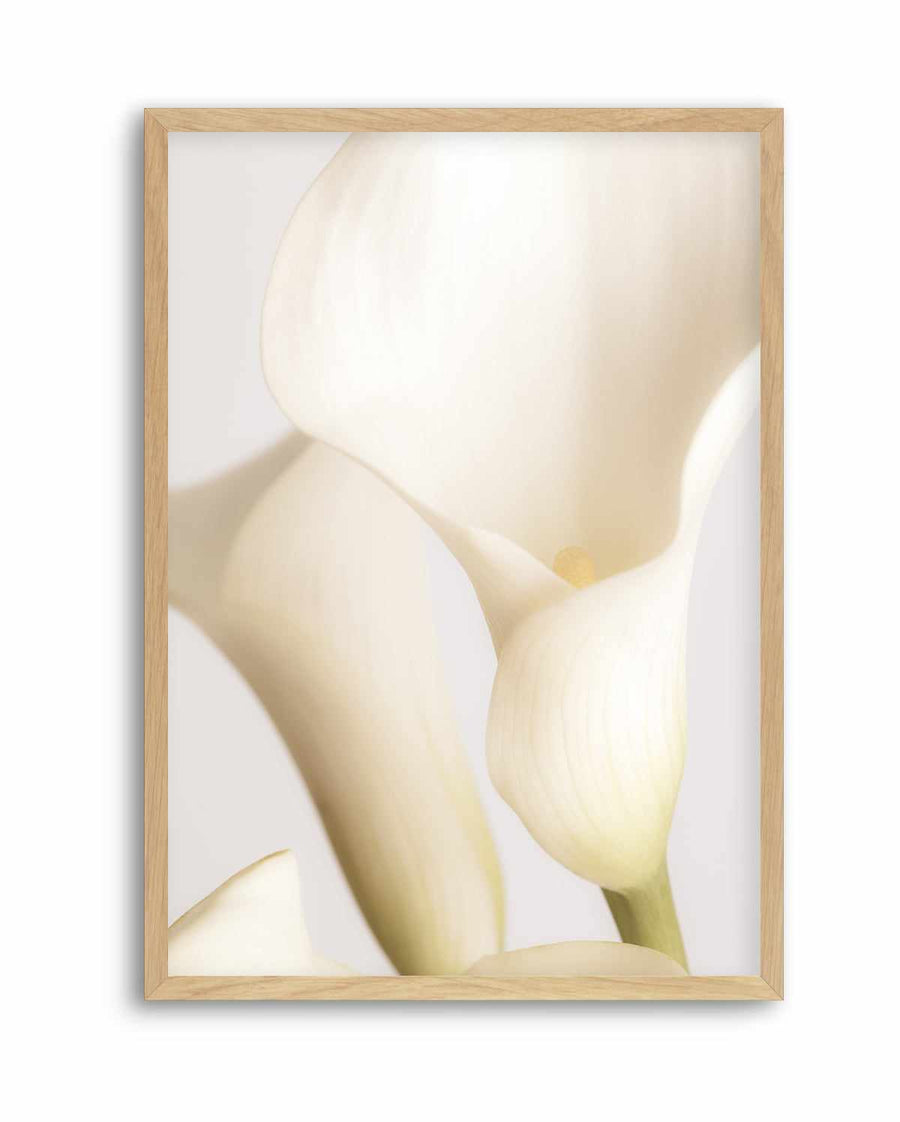 White Calla Lily No 2 By Studio III | Art Print from Olive et Oriel where you can shop wallpaper and artworks online
