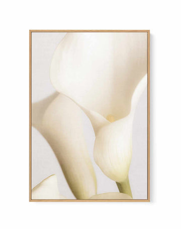White Calla Lily No 2 By Studio III | Framed Canvas Art Print from Olive et Oriel where you can shop wallpaper and artworks online